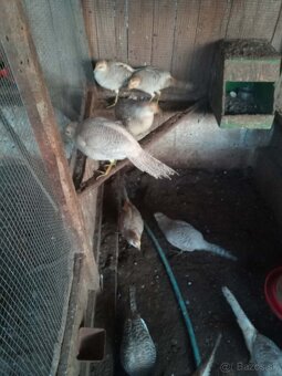 Predám bažanty - 2