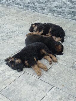 Nemecký ovčiak šteniatka - 2