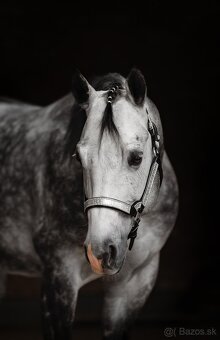 Pripúšťanie QH žrebcom - 2