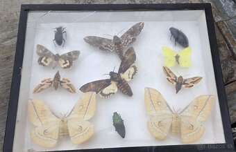 Zbierka motýľov,chrobákov - 2