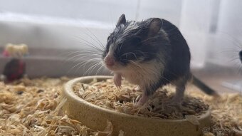 Darujem pieskomilov - 2