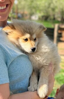 Pomsky - 2