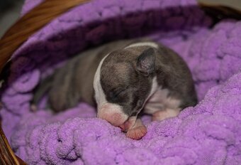 Whippet, vipet - 2