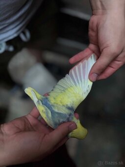 Agapornis fischer - 2