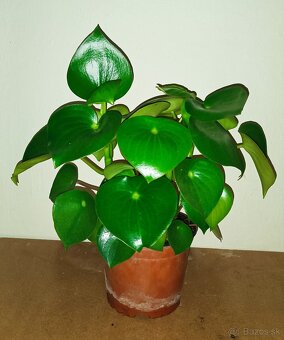 Peperomia - 2