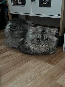maine coon - 2