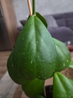 Hoya Kerri - 2