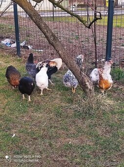 Araucana nasadove vajíčka - 2