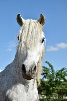 Športový pony - 2