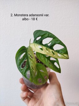 Monstera adansonii var. albo - 2