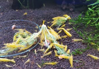 Predám krevetky Neocaridina - 2
