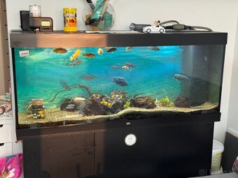 German-Made Juwel Rio 450 LED Aquarium - Full Setup - 2