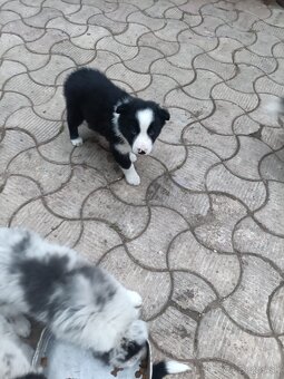 Border kolia - 2