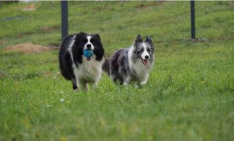 Border kólia, collie s PP / s rodokmeňom - 2