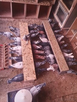 Darujem chovné postove holuby - 2