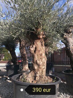 Olivovník Europea - 2