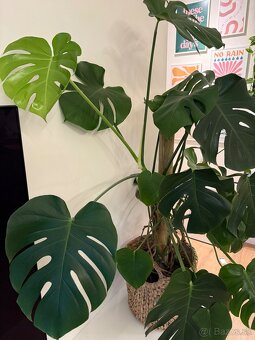 Monstera deliciosa - 2