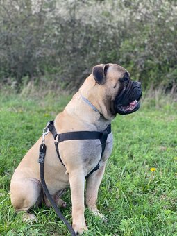 Bullmastiff - 2
