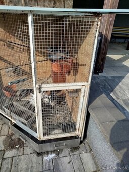 Klietka - voliera - 2