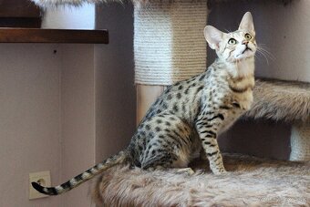 Savannah macka F3 - 2