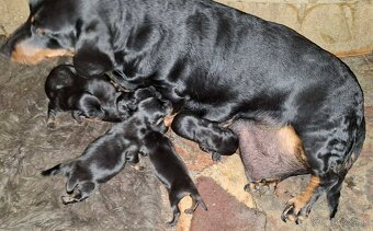 Predám  jazvečíky štandart - 2