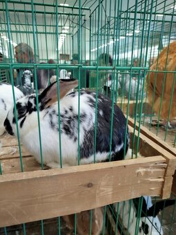 Zajace na predaj - 2