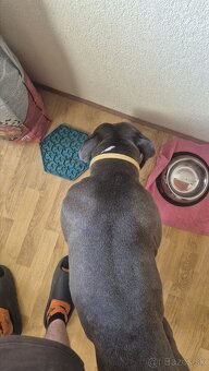 American Bully - 2