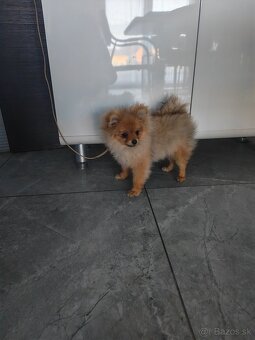 Pomeranian FCI - 2