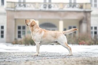 Labrador s PP krytie - 2