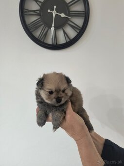 Špic typ pomeranian - 2