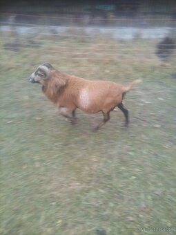 Kamerunský baran - 2