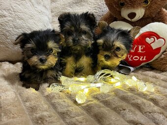 Yorkshirsky terier extra mini - 2