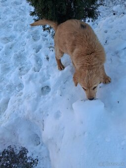 Zlatý retriever - 2