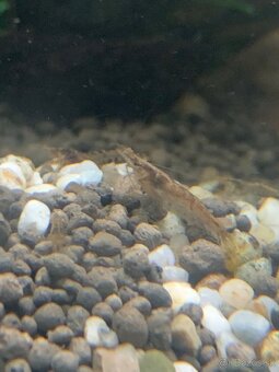 Neocaridina Wild - 2