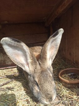 Samica belgický obor - 2