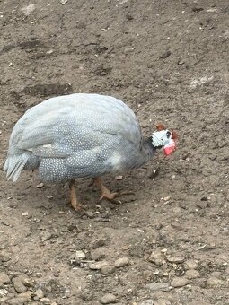 Perlička kohút - 2