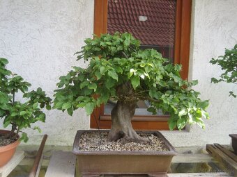 bonsai,bonsaj-hrab 35 - 2