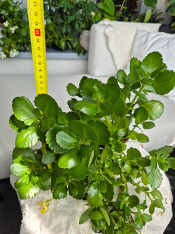 kalanchoe - zlte kvietky - 2