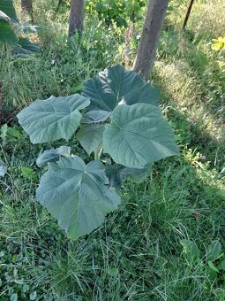 Rýchlorastúci strom paulownia. - 2