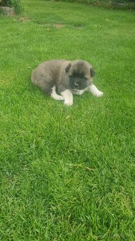 Americka akita - 2