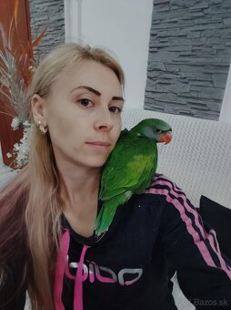 Kupujem papagáje na ručné kŕmenie - 2