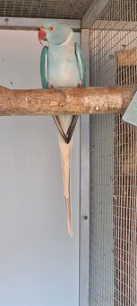 Predam - 2