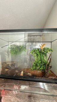 Pagekon riasnaty - 2