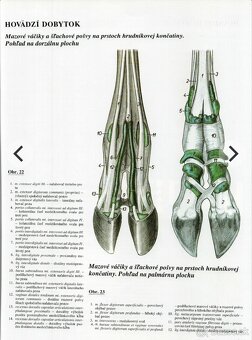 Atlas topografickej anatómie hospodársky zvierat, Popesko - 2