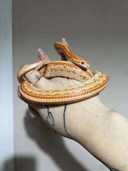 Užovka červena - 1.1 chovny pár 2023 znižena cena - 2