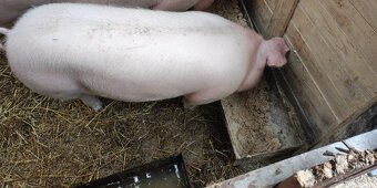 Ošipane cca 50 kg - 2