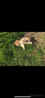 Shiba Inu - 2