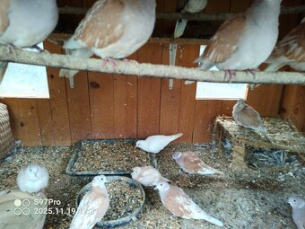 Hrdličky chichotavé - 2