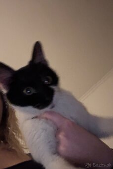 Darujem veľmi prítulné mačiatko-kocúr - 2