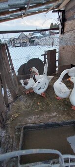 Husy na dalši chov - 2